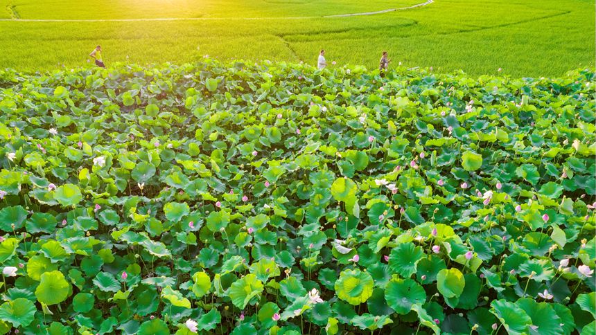 美丽的荷塘成为周边群众赏花打卡好去处。
