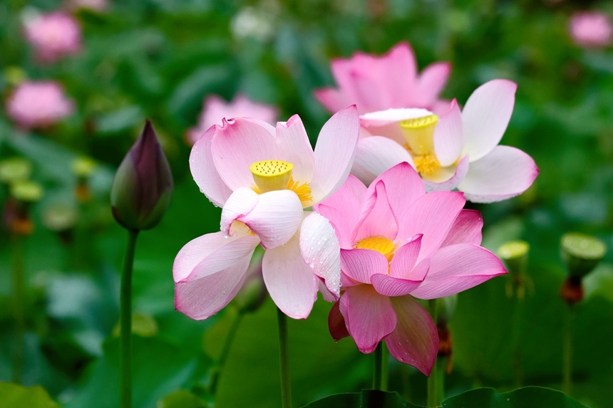 荷花相依相偎。