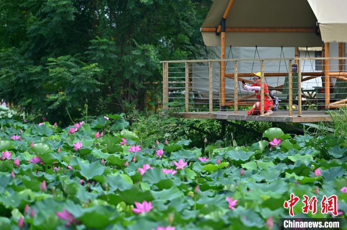 图为荷花绽放，吸引游人拍摄。　俞靖 摄