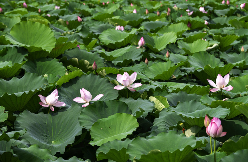 荷花竞相绽放。