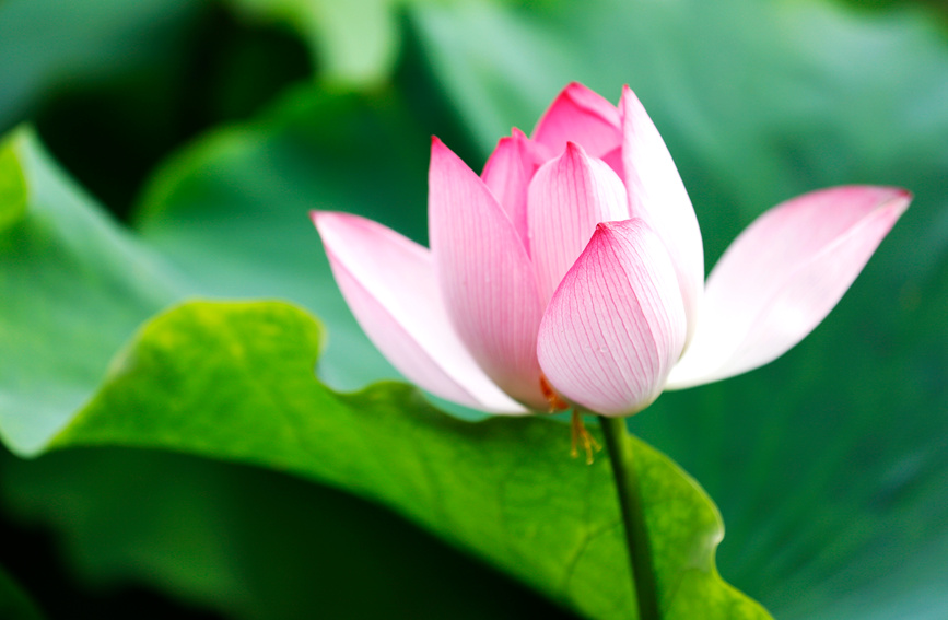 荷花竞相绽放。