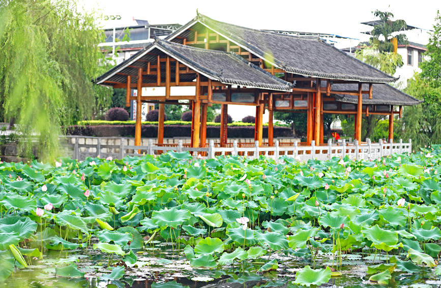 荷花竞相绽放。
