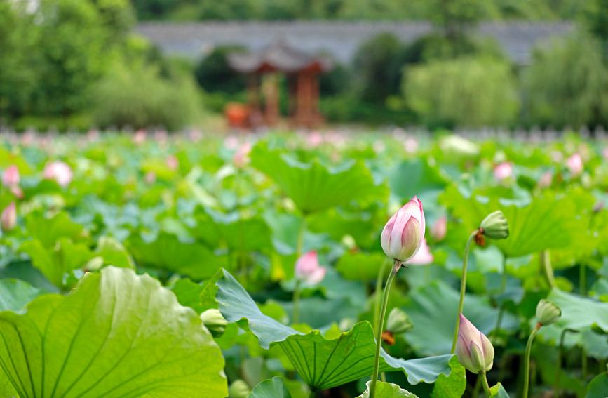 荷花竞相绽放。