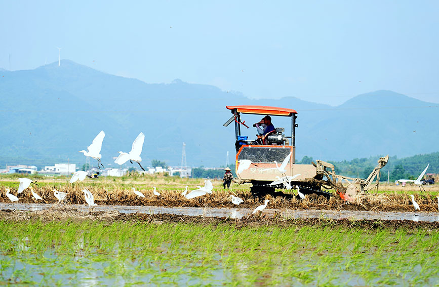 白鹭伴农耕，生态田园美。