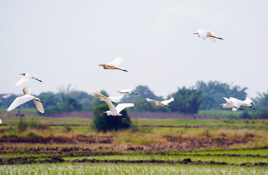白鹭在田间翻飞。