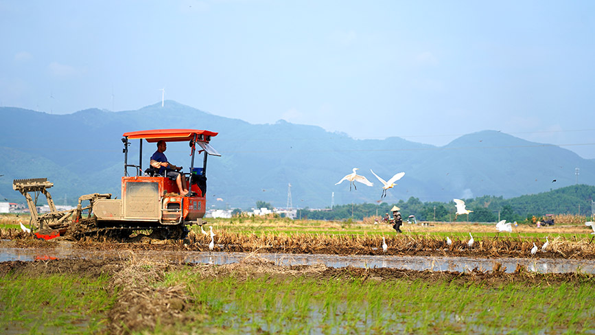 农民劳作，白鹭相伴。