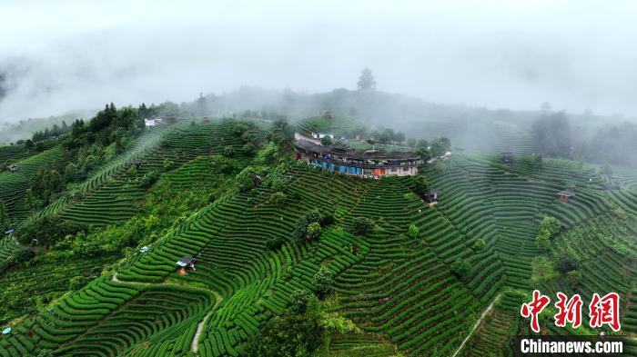 布央村风光秀丽，山峦起伏，雨后茶园云雾缭绕，宛如仙境。龚普康 摄