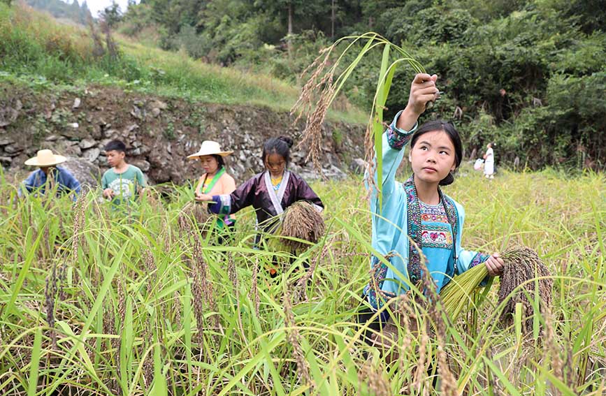在三江侗族自治县富禄苗族乡大顺村，村民们在稻田里剪禾把。