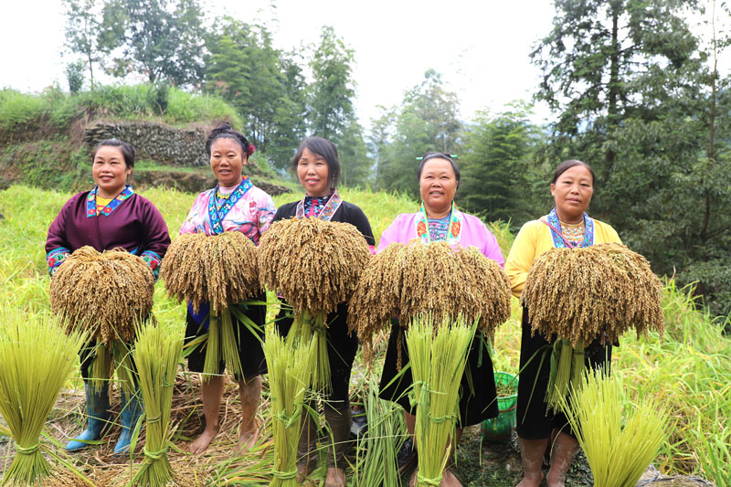 村民展示自己剪下的禾把