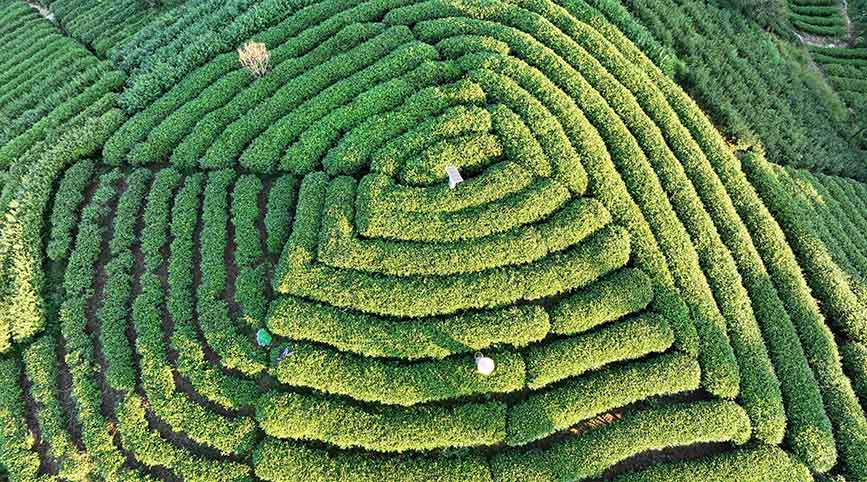 10月15日，无人机航拍三江侗族自治县八江镇布央村仙人山茶园。