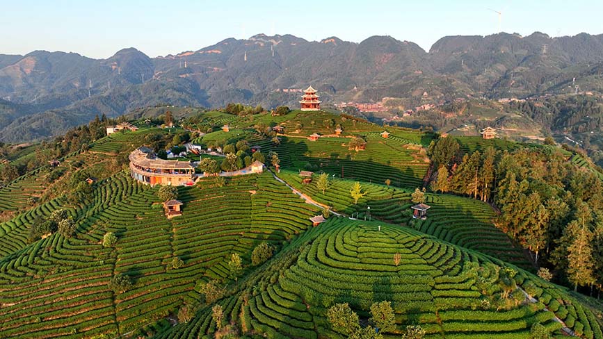 10月16日，晨光照射下的三江侗族自治县八江镇布央村仙人山茶园。