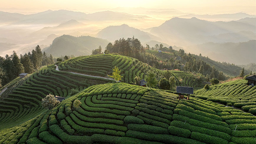 10月16日，晨光照射下的三江侗族自治县八江镇布央村仙人山茶园。