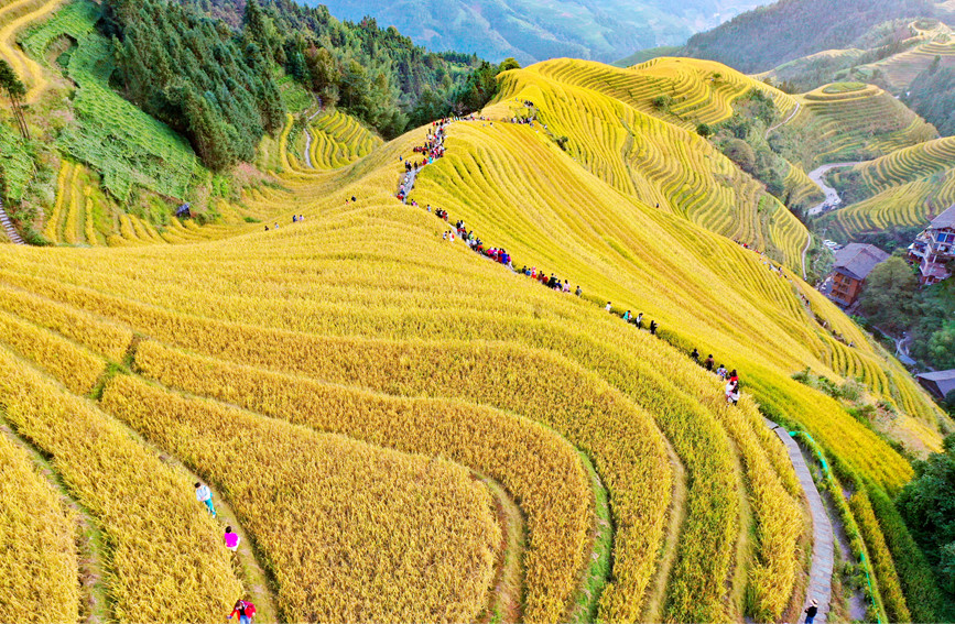 金黄色梯田。潘志祥摄
