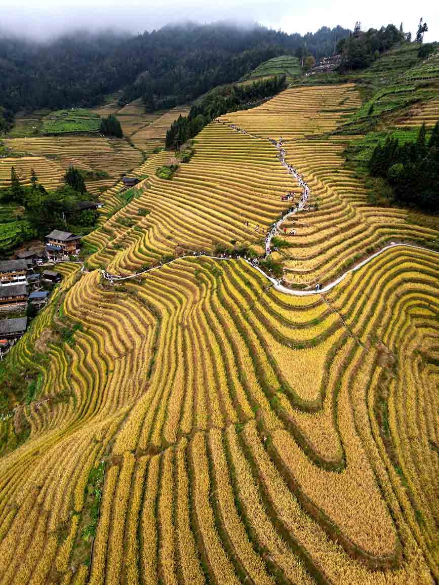 层层叠叠的金色梯田