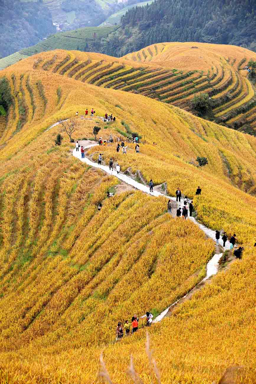 梯田金黄秋色浓