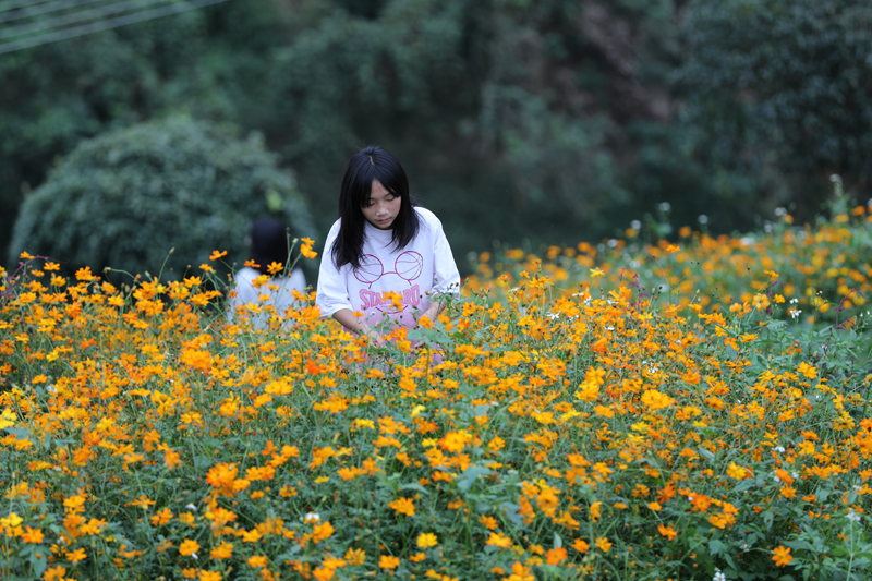 硫华菊盛开引客来