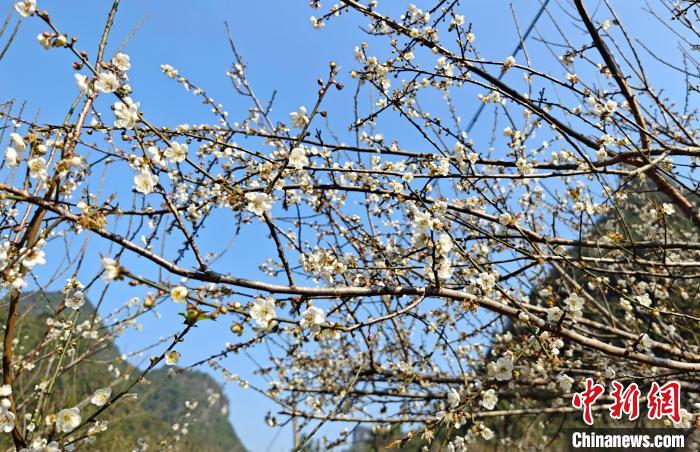 青梅花开，散发出缕缕沁人的清香。覃潇艺 摄