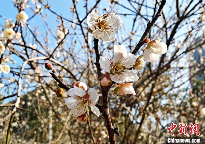 近日，广西环江毛南族自治县长美乡长美社区的千亩青梅花绽放。覃潇艺 摄