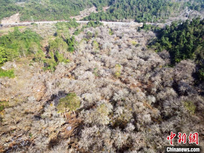 航拍广西环江毛南族自治县长美乡长美社区板道屯青梅园。莫启文 摄