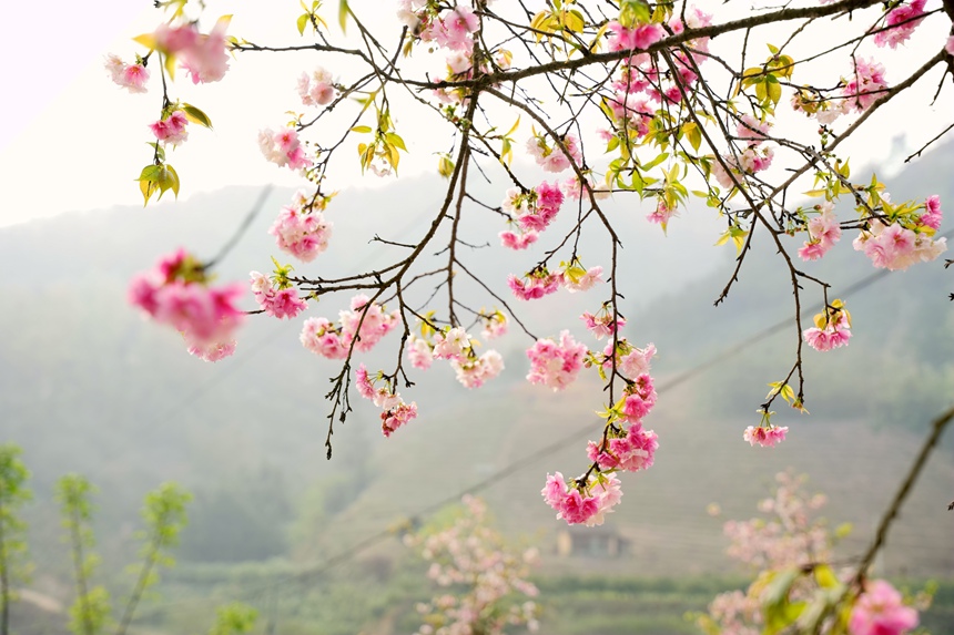 樱花开满枝头。