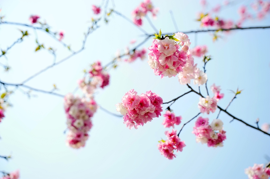 樱花与蓝天白云相衬映。