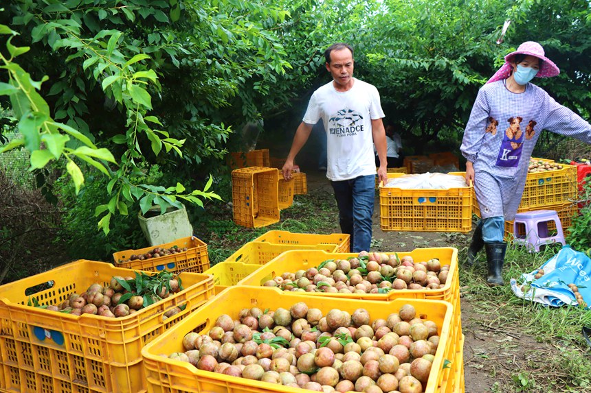 工人们正忙着采摘、分拣、搬运李子。